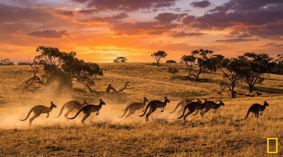 女神视频袋鼠视频