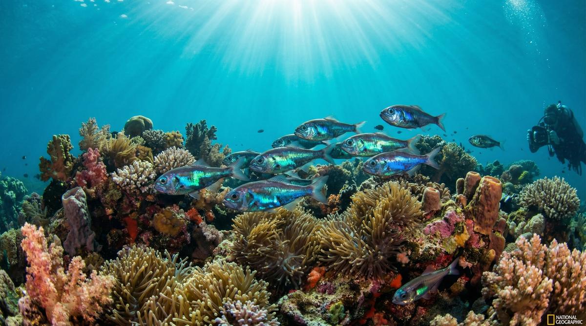 女神视频深海鱼视频