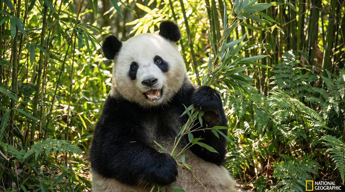 女神视频熊猫视频